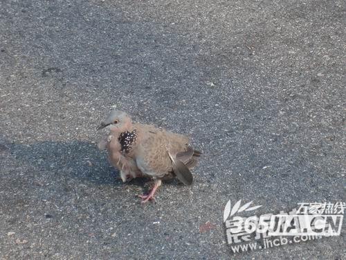 合安高速上为避让一只鸟 轿车一头撞上了护栏